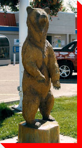 Bear - Fort St. John , British Columbia