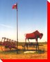 Buffalo and Cart - Girvin, Saskatchewan