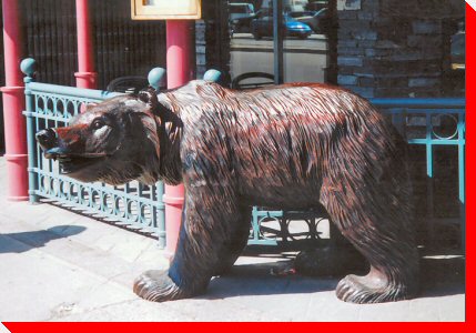 Grizzly Bear - Jasper, Alberta