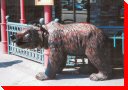 Grizzly Bear - Jasper, Alberta