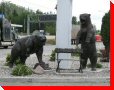 Grizzly Bears - Golden, British Columbia