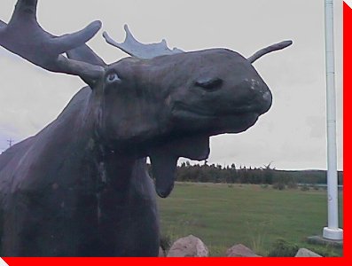 Moose - Goobies, Newfoundland