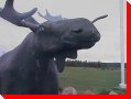 Moose - Goobies, Newfoundland and Labrador