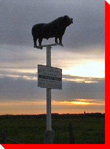 Bull - Gilbert Plains, Manitoba