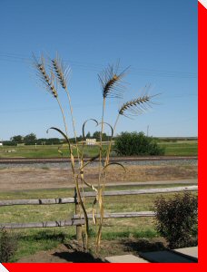 Wheat Stalks - Gull Lake, Saskatchewan