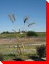 Wheat Stalks - Gull Lake, Saskatchewan