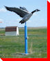Canada Goose 3 - Hanna, Alberta