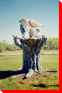 World's Largest Endangered Ferrugious Hawk - Leader, Saskatchewan