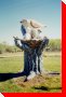 World's Largest Endangered Ferrugious Hawk - Leader, Saskatchewan