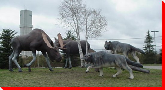 Moose - Hearst, Ontario