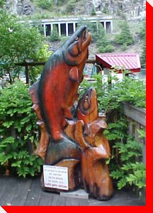 Salmons - Hell's Gate, British Columbia