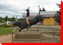 Bull Rider - Houston, British Columbia