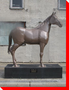 Horse - Irricana, Alberta