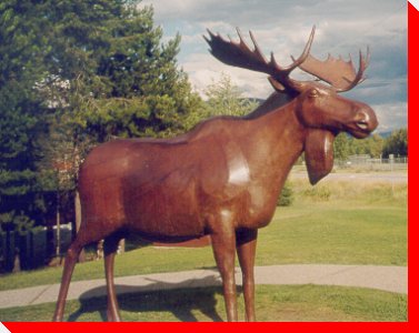 Jerry the Moose - Clearwater, British Columbia