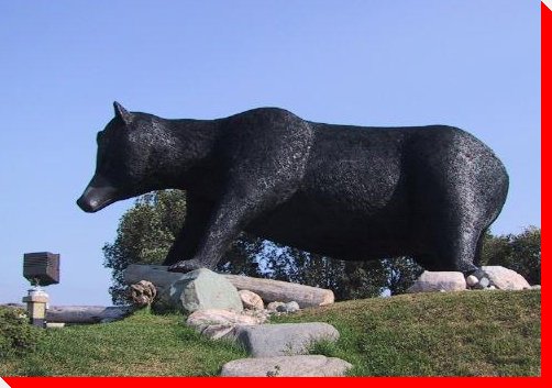 Black Bear - Kapuskasing, Ontario