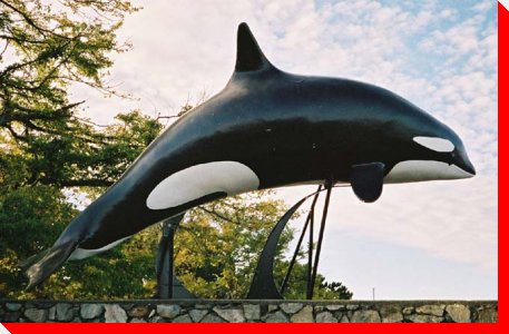 Killer Whale - Victoria, British Columbia