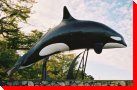 Killer Whale - Victoria, British Columbia