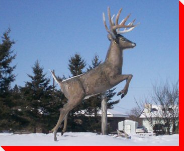 King Buck - Poplarfield, Manitoba