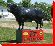 Steer - Kingston, Ontario