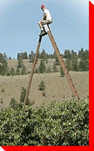 World's Tallest Tripod Orchard Ladder - Summerland, British Columbia