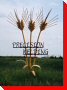 Wheat Stalks - Landis, Saskatchewan