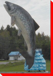Lake Trout - Larder Lake, Ontario