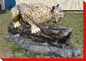 Bobcat - Leader, Saskatchewan