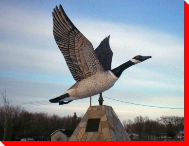 Canada Goose - Lundar, Manitoba