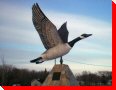 Canada Goose - Lundar, Manitoba