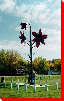 Lilies - Parkside, Saskatchewan