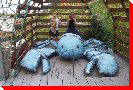 Lobster in Trap - Auld's Cove, Nova Scotia