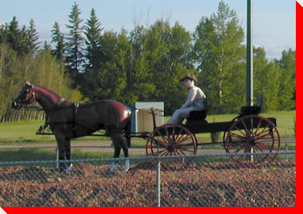 Horse and Buggy - Luseland, Saskatchewan