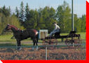 horse and Buggy - Luseland, Saskatchewan