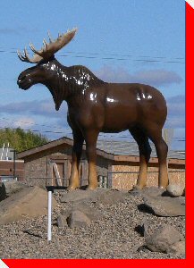 Moose - Manning, Alberta
