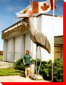 Heron - Masset, British Columbia