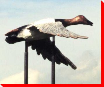 Canvas Back Duck - Minnedosa, Manitoba