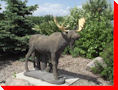 Moose - Meadow Lake, Saskatchewan