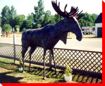 Moose - Massey, Ontario