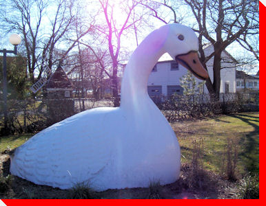 Snow Goose - Montmagny, Quebec