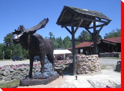 Moose In Lake