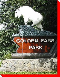 Mountain Goat- Maple Ridge, British Columbia