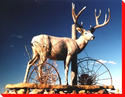 Mule Deer - Leader, Saskatchewan