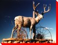 Mule Deer - Leader, Saskatchewan