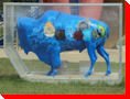 Encsed Buffalo - Mundare, Alberta