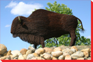 Buffalo - North Battleford, Saskatchewan
