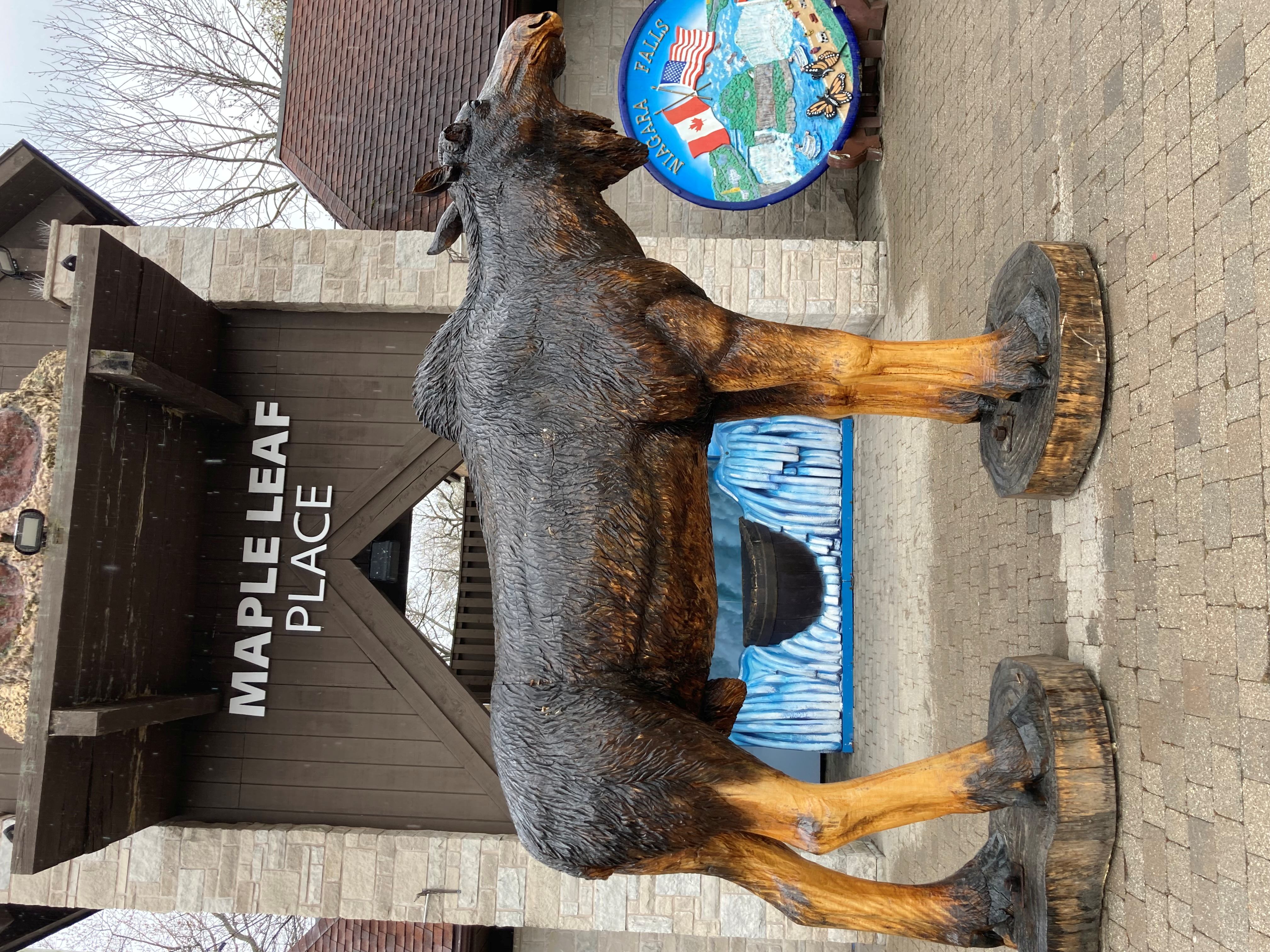Moose - Niagara Falls, Ontario