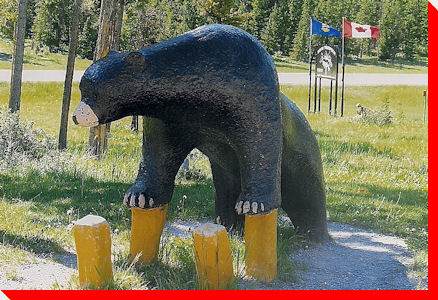 Black Bear - Nordegg, Alberta
