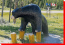 Black Bear - Nordegg, Alberta