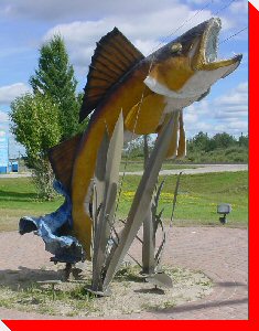 Walleye (Pickeral) - Opasatika, Ontario