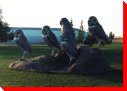Burrowing Owls - Leader, Saskatchewan
